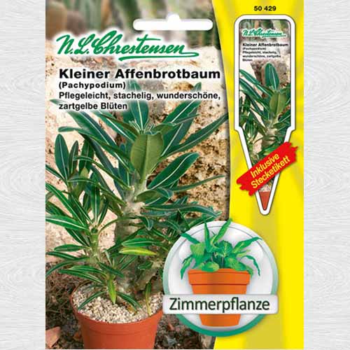 1 pac, Pachypodium rosulatum - Semințe: Mod de ambalare: 1 pac
