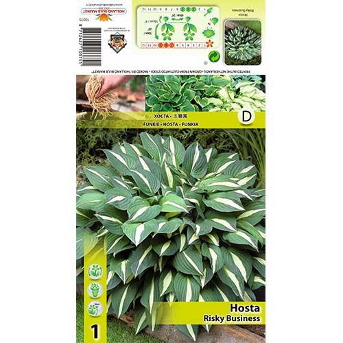 1 buc, Crin de toamnă (Hosta) Risky Business - Bulbi: Mod de ambalare: 1 buc