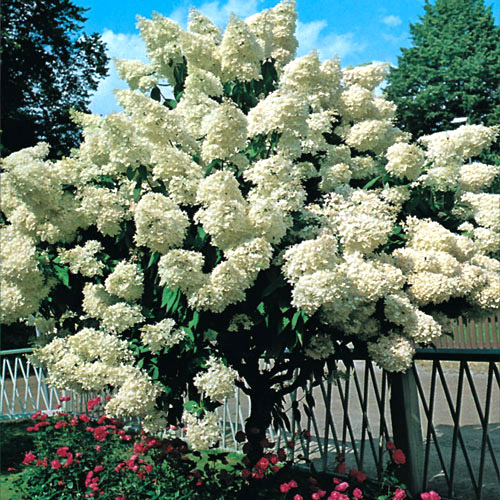 1 buc, Hortensia paniculată Grandiflora - Răsaduri: Mod de ambalare: 1 buc