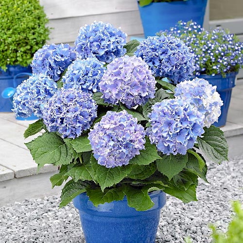 1 saz, Hortenzie velkolistá Blue - : Monžstvo balíkov: 1 saz