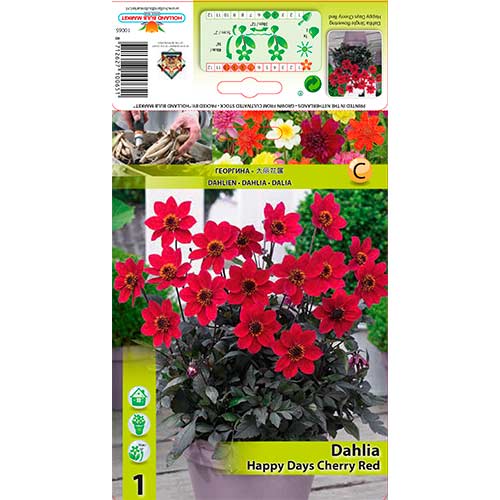1 db, Dália Happy Days Cherry Red - Évelő: Mod de ambalare: 1 db