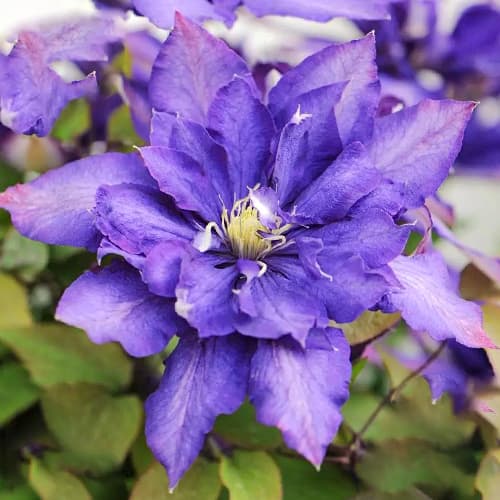 1 db, Iszalag (Clematis) Daniel Deronda - Palánták: Mod de ambalare: 1 db