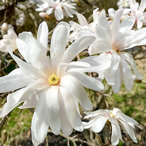 1 Pflanze(n), Magnolie Royal Star - Setzlinge: Ilość w opakowaniu: 1 Pflanze(n)