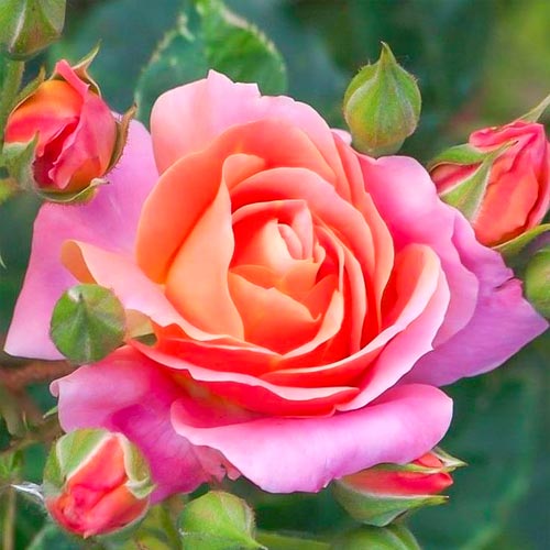 1 Pflanze(n), Großblütige Rose Belle Epoque , C5 - Setzlinge: Ilość w opakowaniu: 1 Pflanze(n)