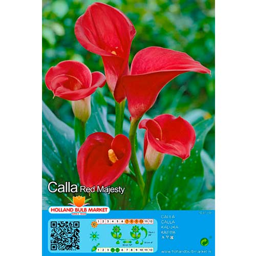 1 szt, Calla Red - Stauden: Ilość w opakowaniu: 1 Stück