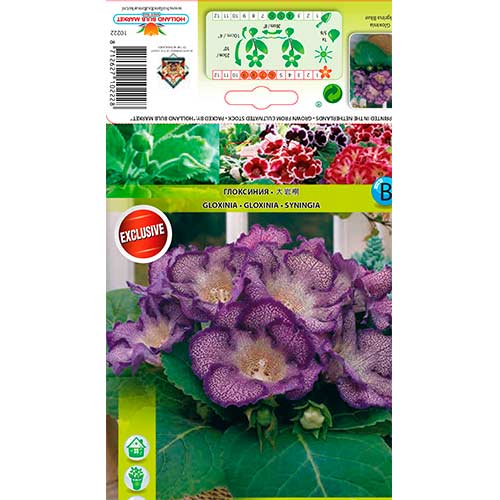 1 szt, Gloxinie Tigrina Blue - Stauden: Ilość w opakowaniu: 1 Stück