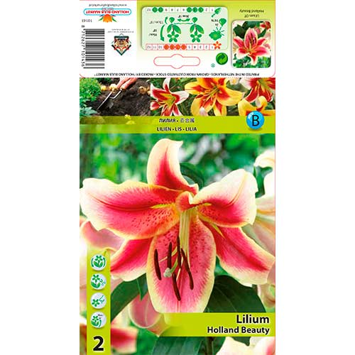 2 Stück, Lilie Holland Beauty - Blumenzwiebeln: Ilość w opakowaniu: 2 Stück
