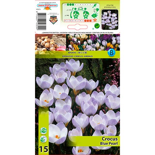 Crocus Blue Pearl - Bulbos: Ilość w opakowaniu: 15 bulbe