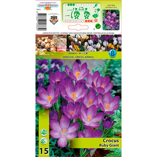 Crocus Ruby Giant - Bulbos: Ilość w opakowaniu: 15 bulbe