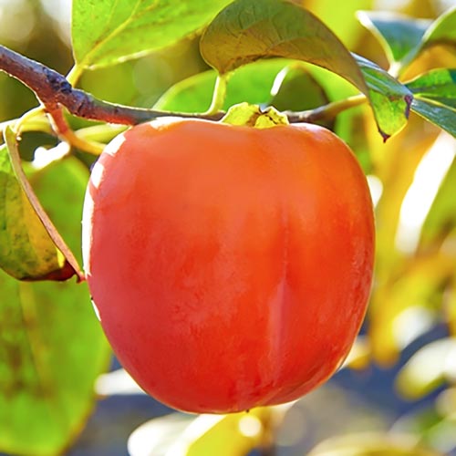 Caqui, С2 - Plántulas: Ilość w opakowaniu: 1 plantas