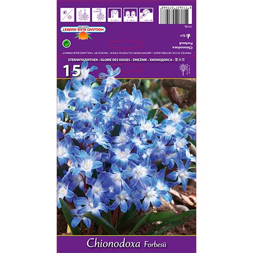 Chionodoxa Forbesii - Bulbos: Ilość w opakowaniu: 15 bulbos