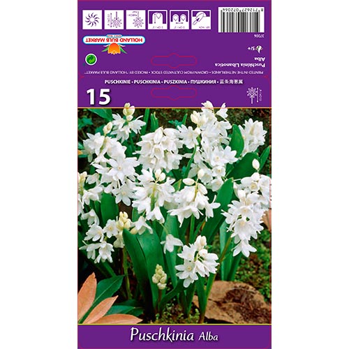 Puschkinia Libanotica Alba - Bulbos: Ilość w opakowaniu: 15 bulbos