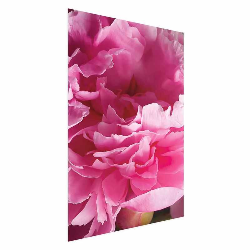 Plakat Artgeist Piękne piwonie 40x60 cm bez ramy 1 szt