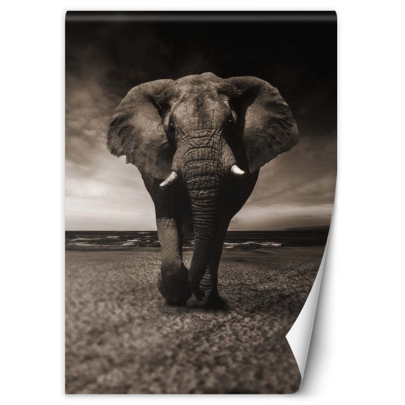 Fototapeta Feeby Słoń afrykański natura 200x280 1 szt