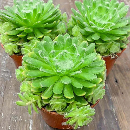 1 szt, Rojnik (Sempervivum) Jubilee - Sadzonki: Ilość w opakowaniu: 1 sadz