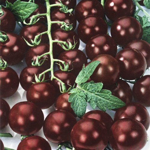 1 szt, Pomidor Black Cherry - Nasiona: Ilość w opakowaniu: 0.20 g