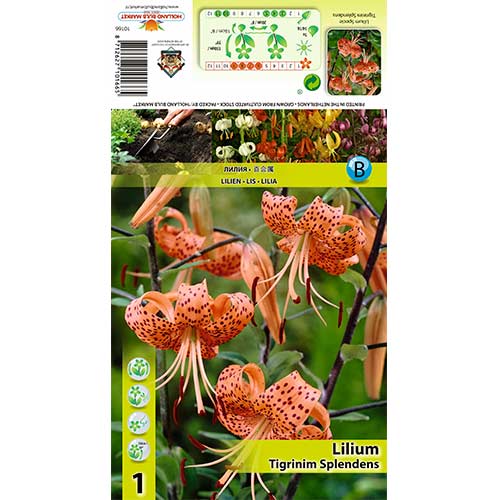1 szt., Lilia Tigrinum Splendens - Cebule: Ilość w opakowaniu: 1 szt.