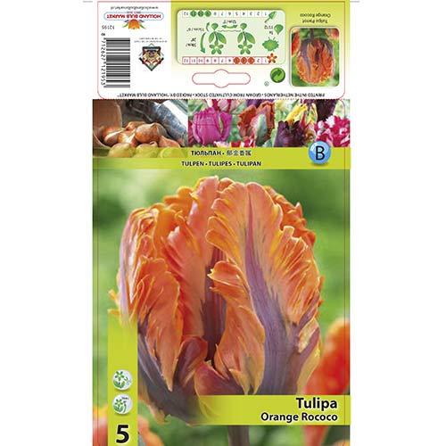 5 szt., Tulipan papuzi Orange Rococo - Cebule: Ilość w opakowaniu: 5 szt.