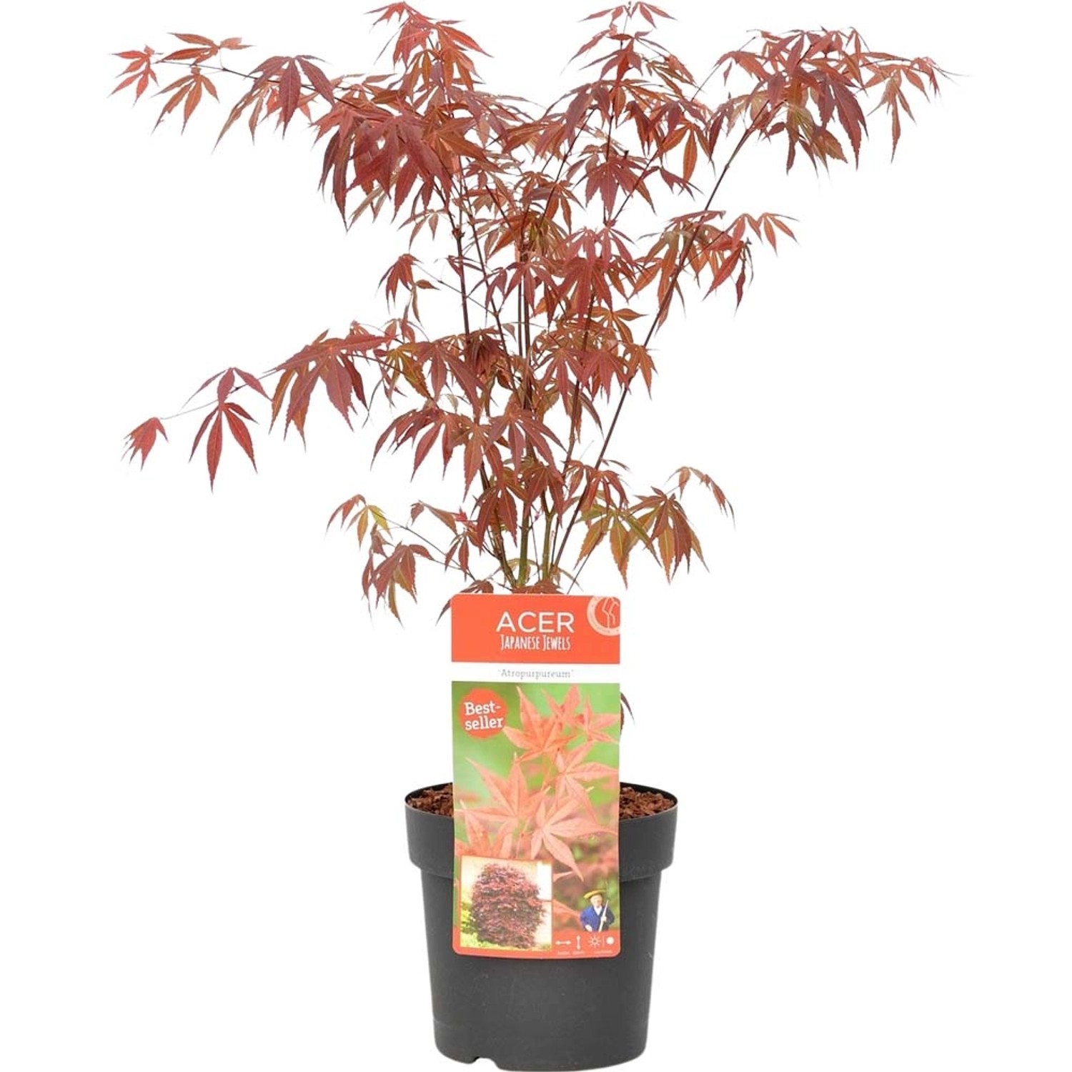 Klon palmowy (Acer pal. Atropurpureum) - don. 19 cm
