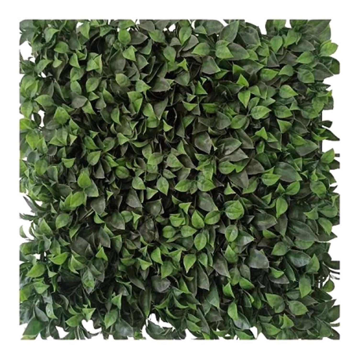 Panel zielona ściana laur - 50 x 50 cm