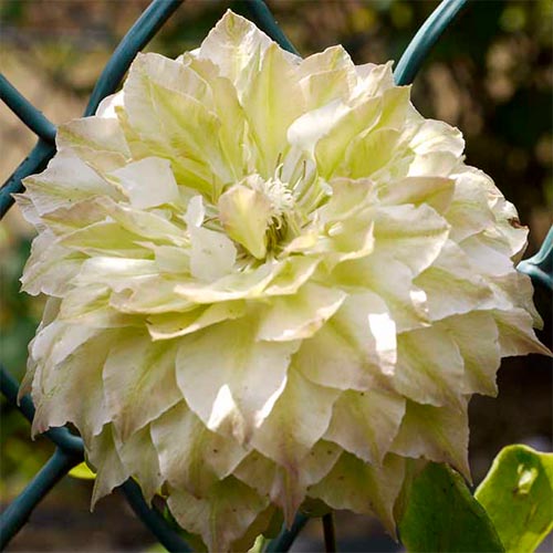 0 buc, Clematis Midori - Răsaduri: Mod de ambalare: 0 buc