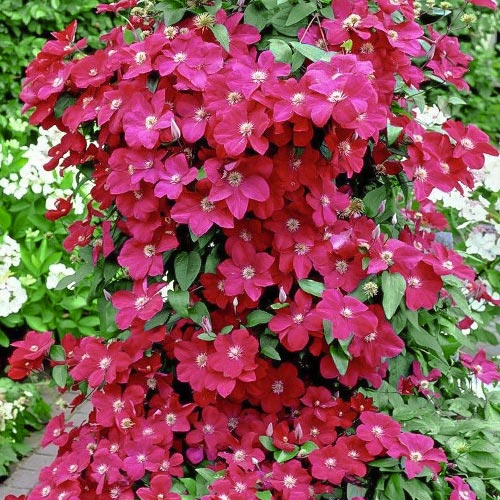 1 buc, Clematis Niobe - Răsaduri: Mod de ambalare: 1 buc