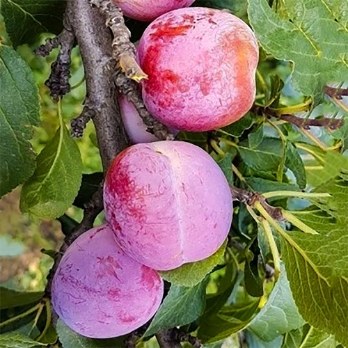 1 buc, Prun Delicios - Puieți: Mod de ambalare: 1 buc