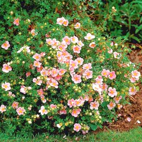 1 buc, Potentilla Pretty Polly - Răsaduri: Mod de ambalare: 1 buc