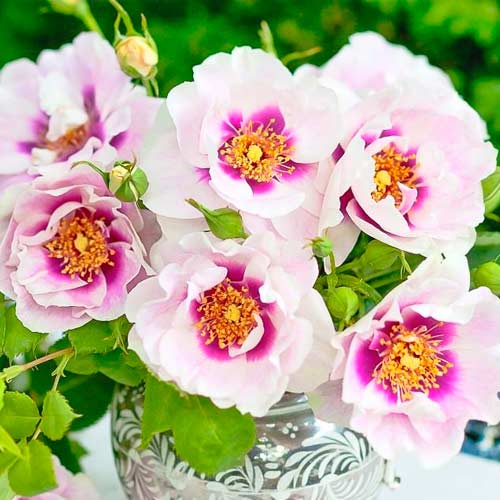 1 buc, Trandafir floribunda Eyes for You , C5 - Butași: Mod de ambalare: 1 buc
