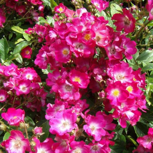 1 buc, Trandafir Floribunda Inge Schubert - Butași: Mod de ambalare: 1 buc