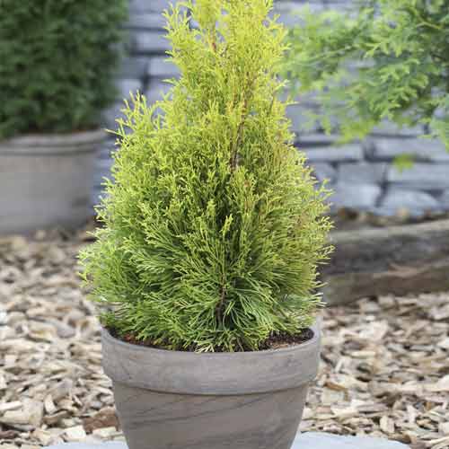 1 buc, Tuia (Thuja) Smaragd, C3 - Răsaduri: Mod de ambalare: 1 buc