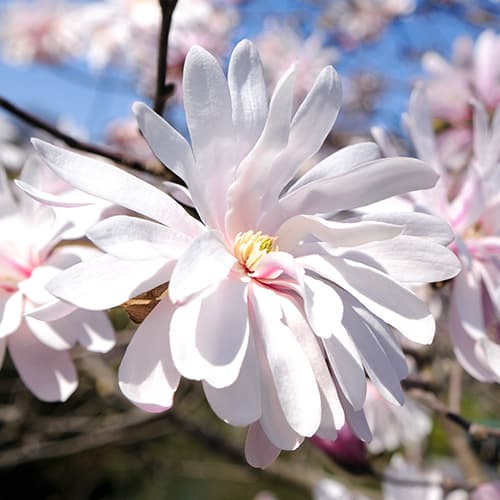 1 buc, Magnolia Waterlily - Răsaduri: Mod de ambalare: 1 buc