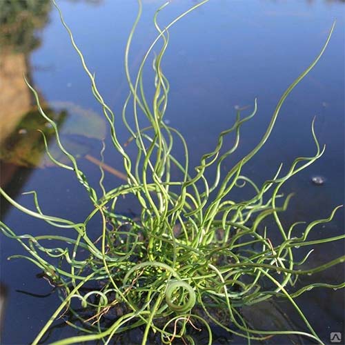 1 buc, Rugina (Juncus) Spiralis - Răsaduri: Mod de ambalare: 1 buc