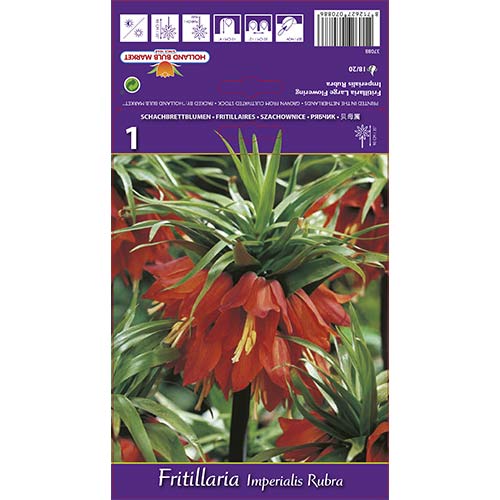 1 buc, Lalea imperială (Fritillaria) Rubra - Bulbi: Mod de ambalare: 1 buc