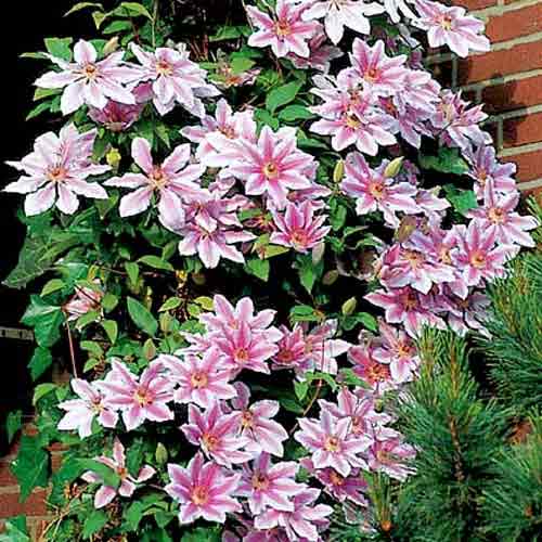 1 buc, Clematis Nelly Moser - Răsaduri: Mod de ambalare: 1 buc