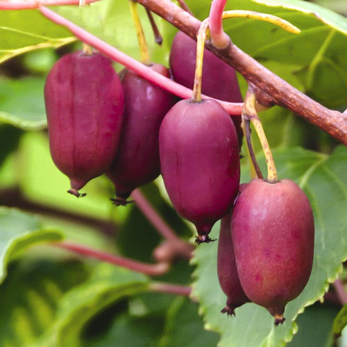1 saz, Aktinidie čínská Scarlet September Kiwi , С2 - : Monžstvo balíkov: 1 saz