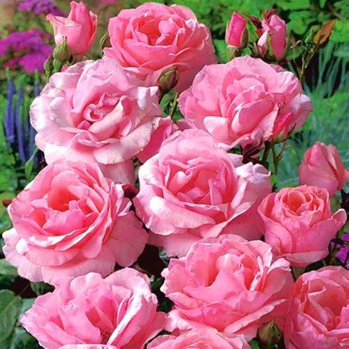1 saz, Růže floribunda Pink - : Monžstvo balíkov: 1 saz
