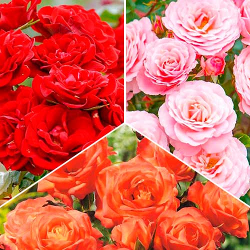 Hihetetlen ajánlat! Háromszínü floribunda rózsák, 3 fajtából álló készlet - Palánták: Mod de ambalare: 3 db