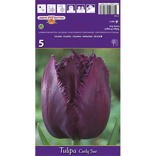 5 db, Tulipán Curly Sue - Hagymák: Mod de ambalare: 5 db