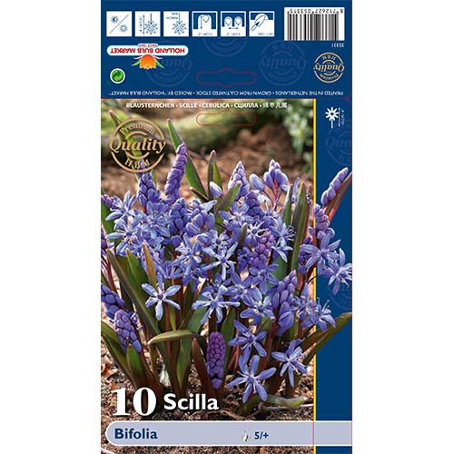 10 Stück, Blaustern Bifolia - Blumenzwiebeln: Ilość w opakowaniu: 10 Stück