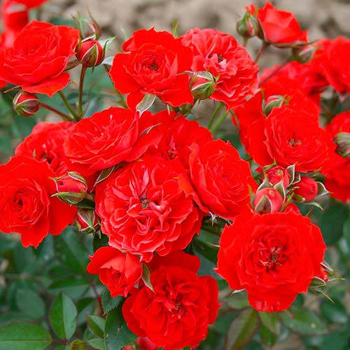 1 szt, Rose Red Romance - Setzlinge: Ilość w opakowaniu: 1 szt