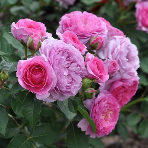 1 Pflanze(n), Blumenstrauß Rose Renee van Wegberg - Setzlinge: Ilość w opakowaniu: 1 Pflanze(n)