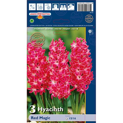 3 Stück, Hyazinthe Red Magic - Blumenzwiebeln: Ilość w opakowaniu: 3 Stück