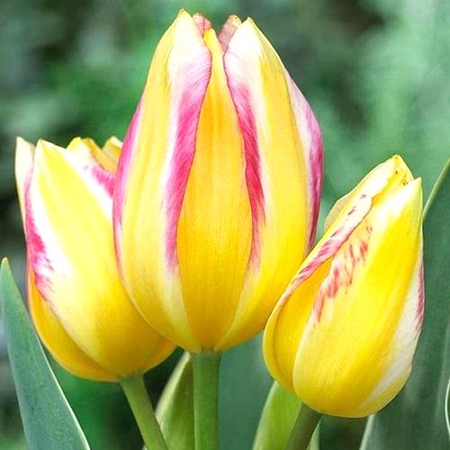 8 Stück, Tulpe Antoinette - Blumenzwiebeln: Ilość w opakowaniu: 8 Stück