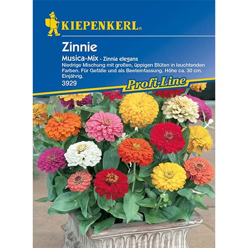 1 szt, Zinnie Musica Mischung - Samen: Ilość w opakowaniu: 1 Stück