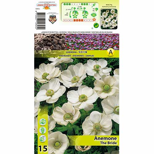 15 Stück, Anemone The Bridge - Zwiebeln: Ilość w opakowaniu: 15 Stück