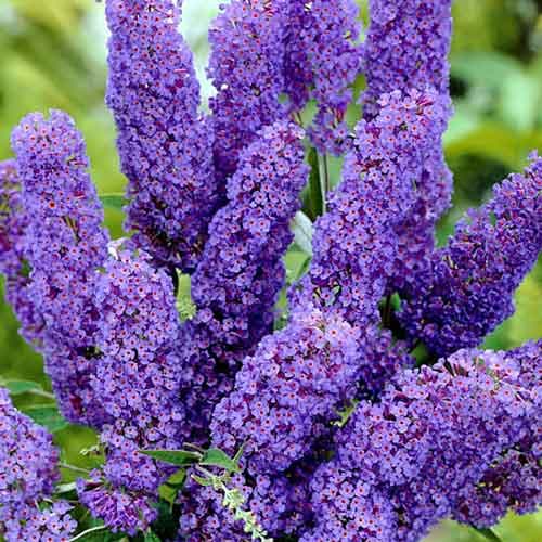 1 Pflanze(n), Buddleia Dart'S Papillon Bleu - Setzlinge: Ilość w opakowaniu: 1 Pflanze(n)