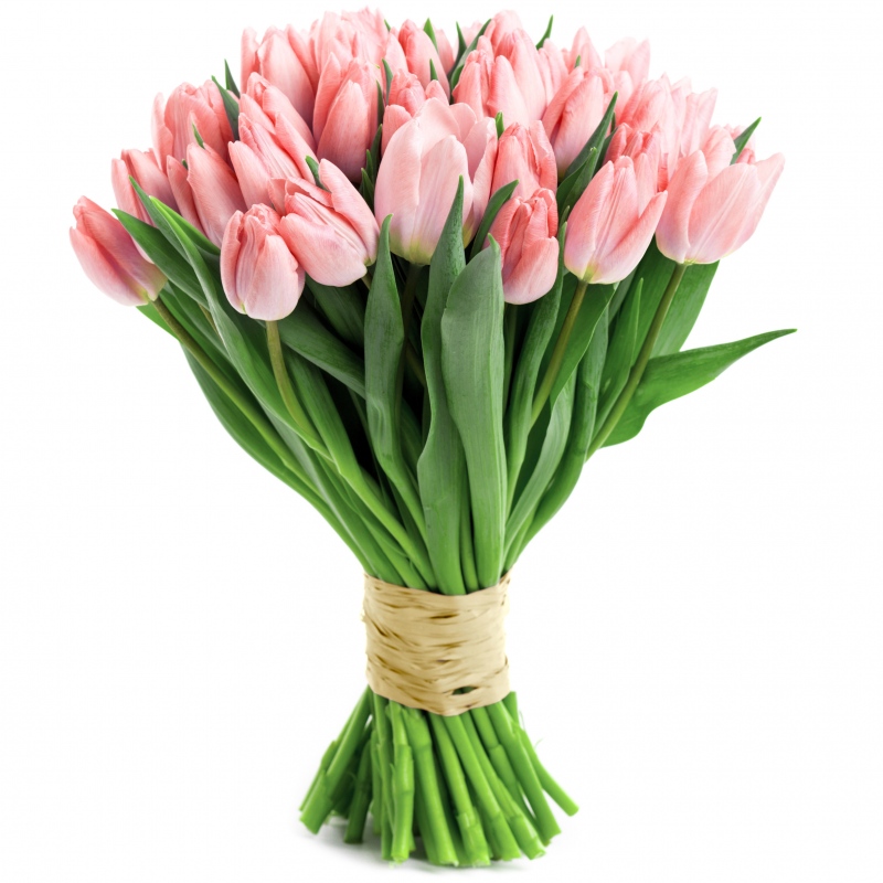 Różowe tulipany od 25 do 75 sztuk