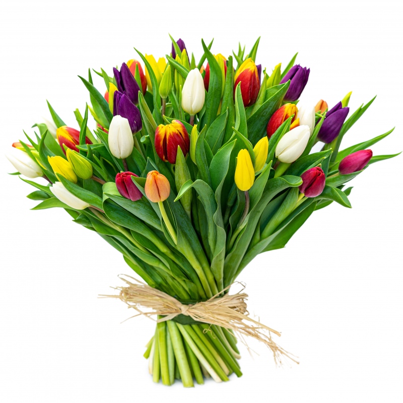 Kolorowe tulipany od 25 do 75 sztuk