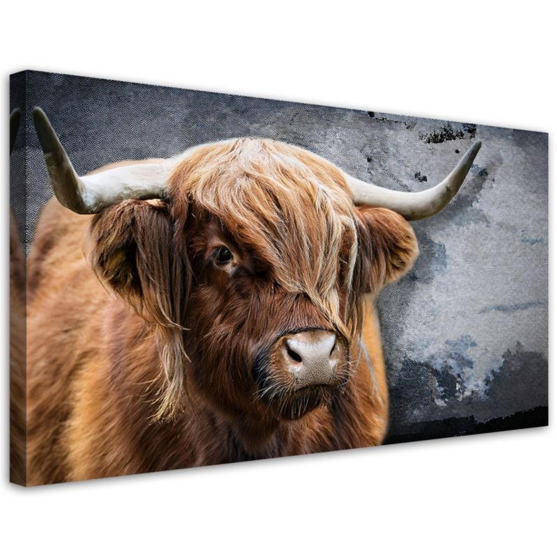 Obraz na płótnie Feeby 80x40cm Krowa Szkocka Zwierzeta Natura 1 szt.